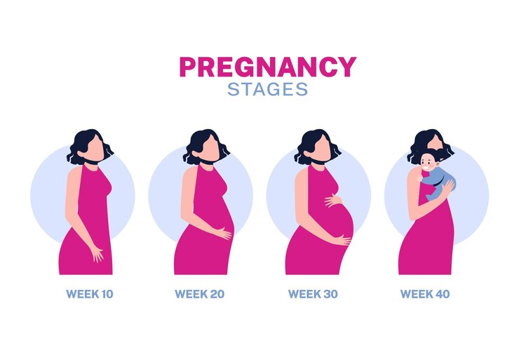 pregnancy-stages