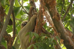 Why Costa Rica? It’s the Happiest Country in the World & Full of Wildlife!